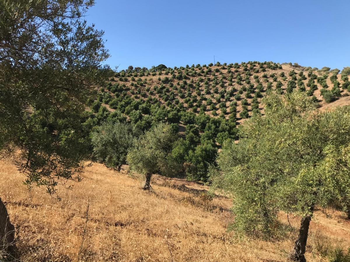 Views Apartment, Cortijo Fruitful Hills Appartement
